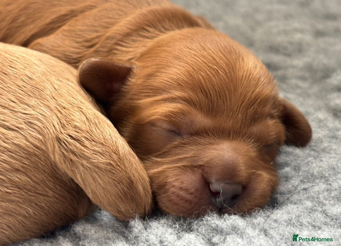 Cavapoo dogs 🐾3 STUNNING CAVAPOO GIRLS - READY NOVEMBER 6TH 🐾 - Advert 2