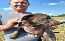 Mixed Breed dogs for sale: Texas Lacy Game Dogs - Image 7
