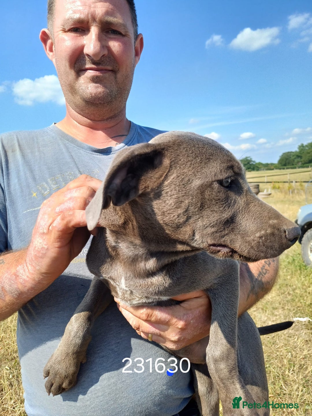 Mixed Breed dogs for sale: Texas Lacy Game Dogs - Image 7