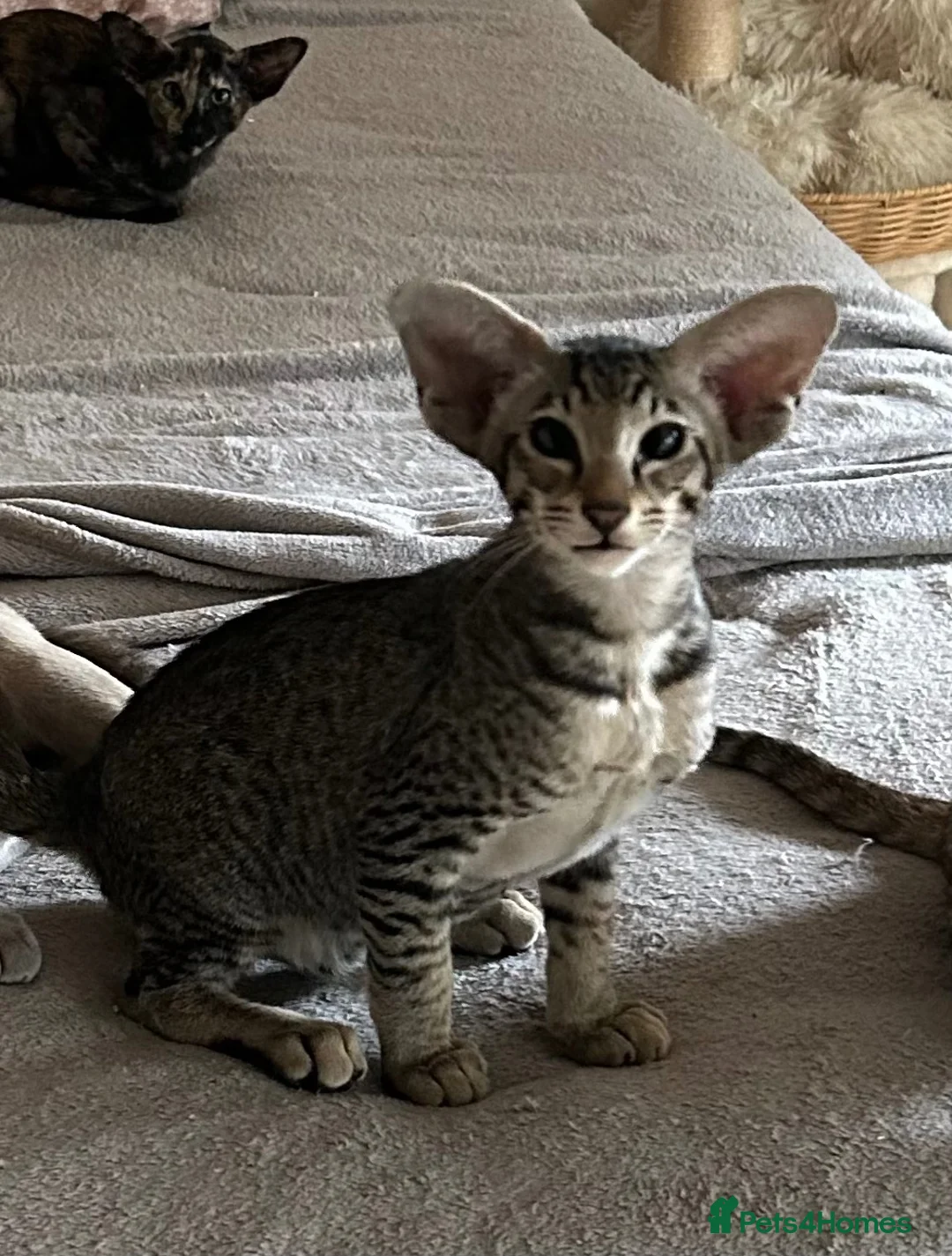 Oriental cats for sale: Stunning Oriental Boy - Advert 3