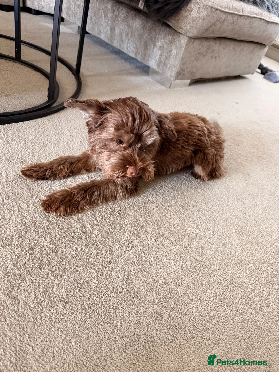Yorkshire Terrier dogs for sale: 1 year old purebred chocolate yorkie for sale  in Hemel Hempstead - Advert 12