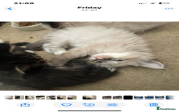 Mixed Breed cats for sale: Ragdoll x maincoon kittens available now - Image 3