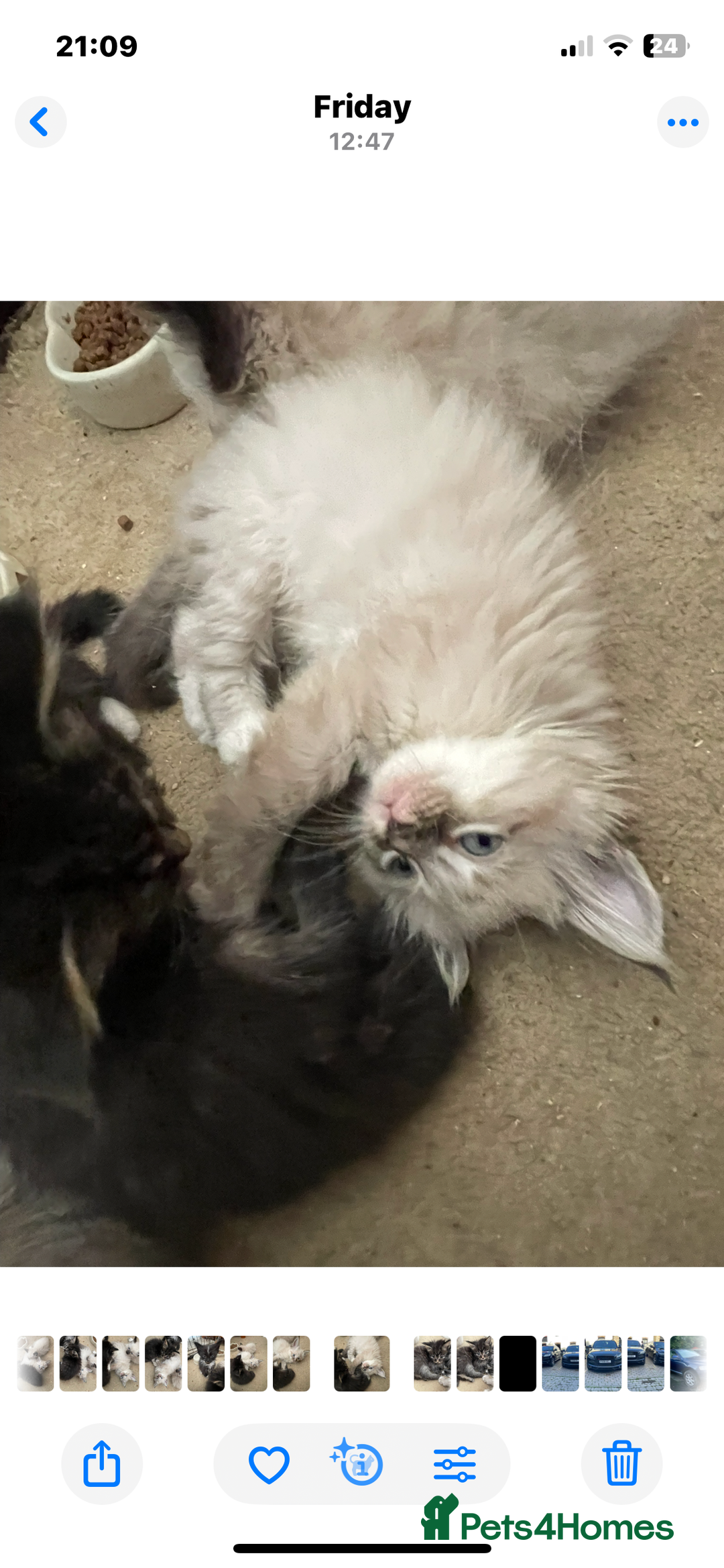 Mixed Breed cats for sale: Ragdoll x maincoon kittens available now - Image 3