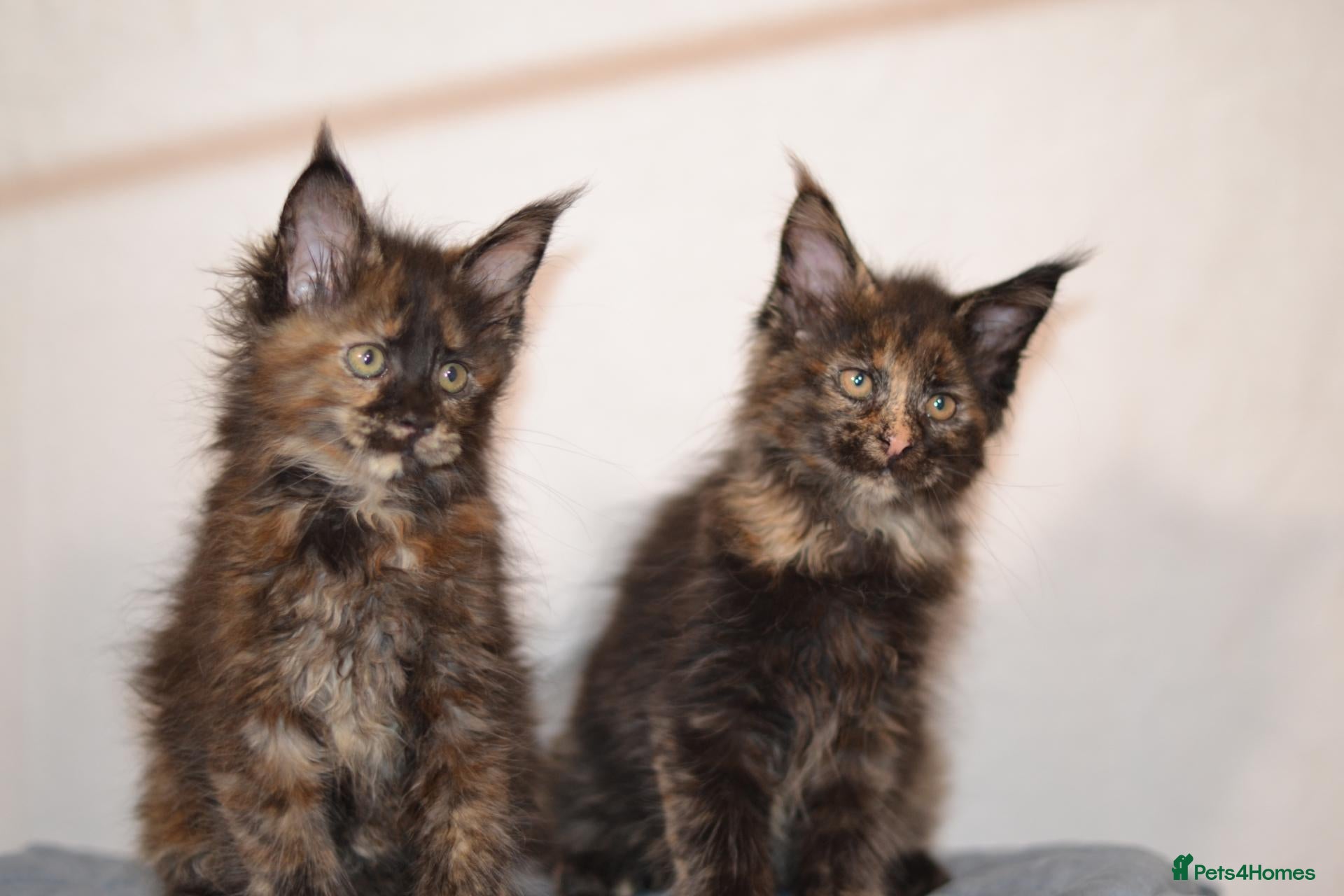 Maine Coon cats for sale: Tica Maine Coon Kittens available for reservation - Advert 2