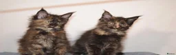 Maine Coon cats for sale: Tica Maine Coon Kittens available for reservation - Advert 2