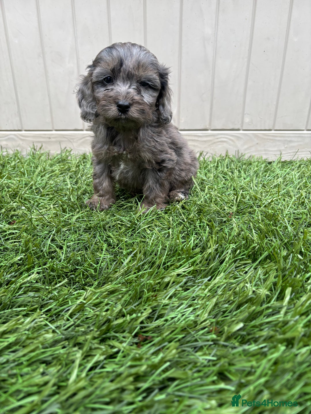 Cockapoo dogs for sale: Gorgeous cockapoo puppies - Image 22