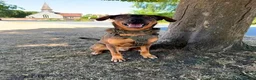Mixed Breed dogs for adoption: Sammy needs an active home  in Chinnor - Advert 2