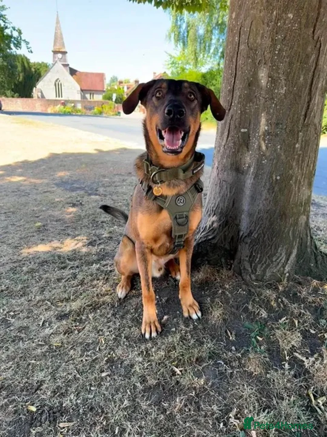 Mixed Breed dogs for adoption: Sammy needs an active home  in Chinnor - Advert 2