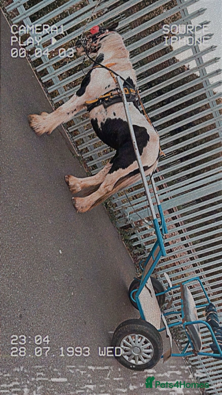 Irish Cob horses 🐴For Sale - Ghost🐴 - Advert 1