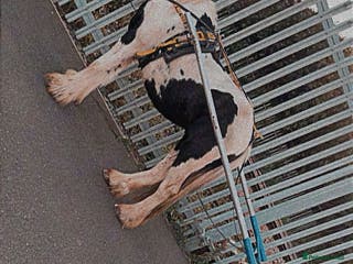 Irish Cob horses 🐴For Sale - Ghost🐴 - Advert 9