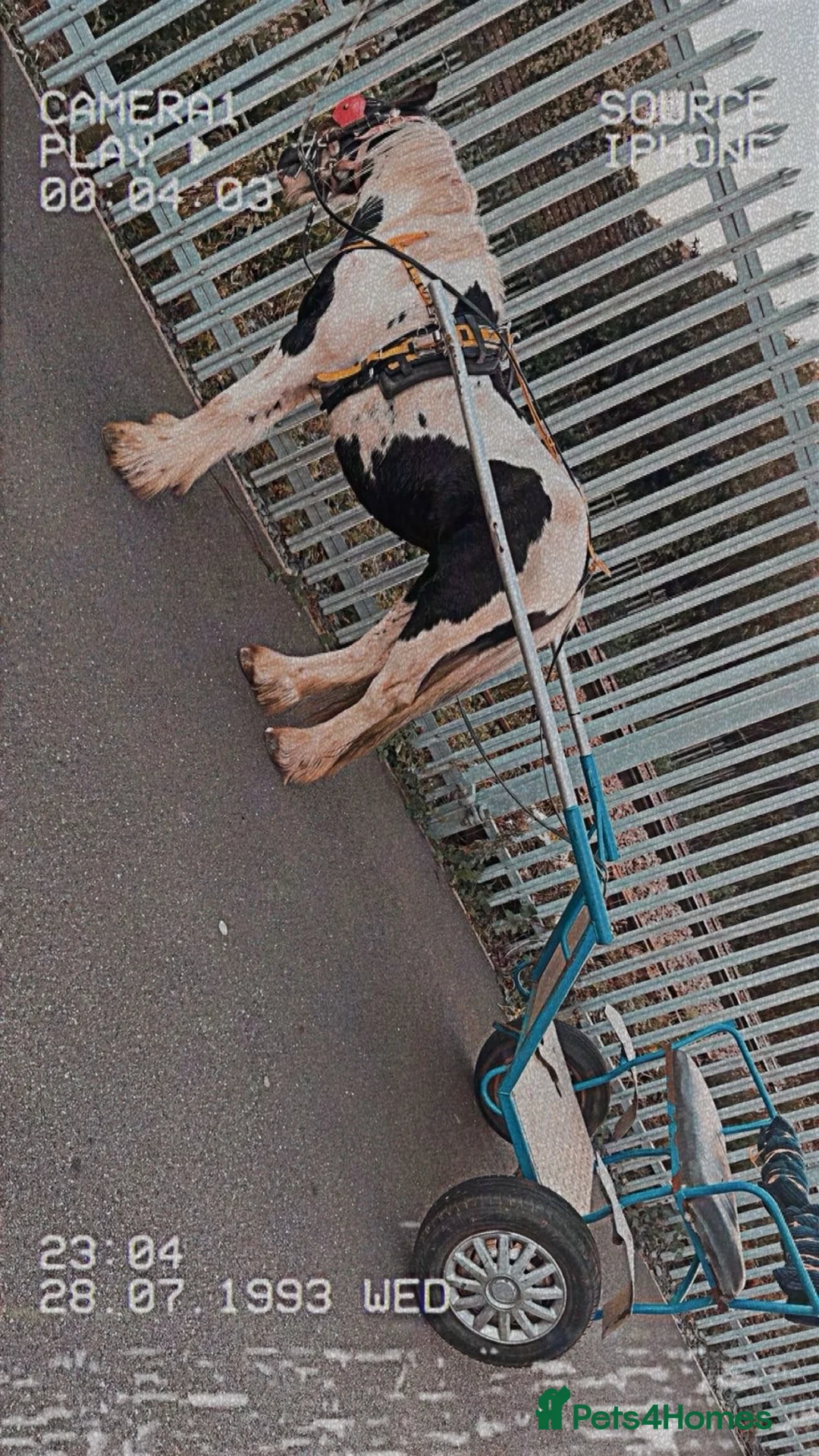 Irish Cob horses for sale: 🐴For Sale - Ghost🐴 - Advert 1