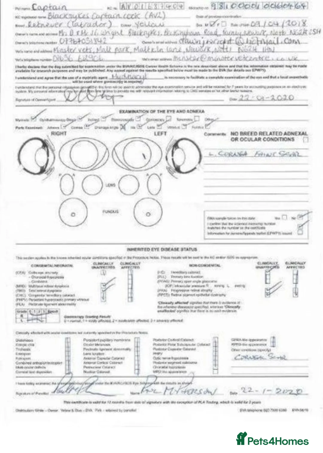 Labrador Retriever dogs for stud: Stud dog available  - Advert 7