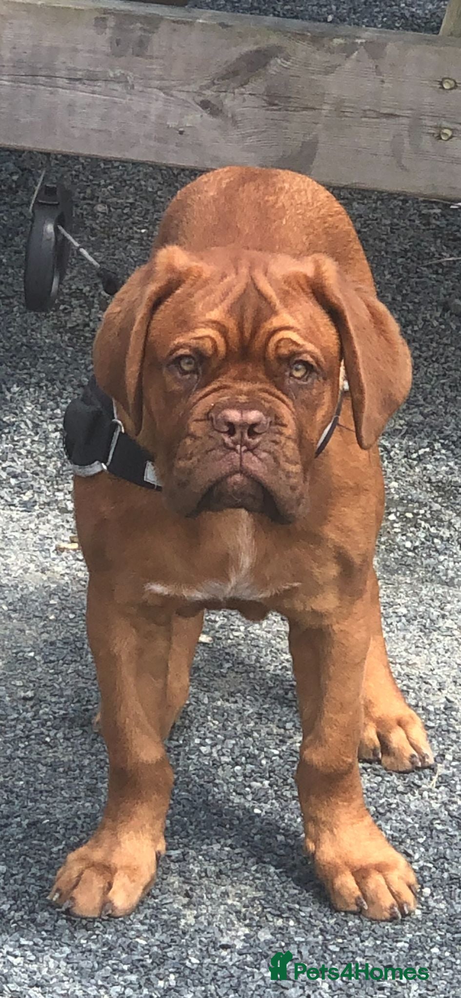 Dogue De Bordeaux dogs Loving 3-Year-Old Female Dogue de Bordeaux - Advert 1