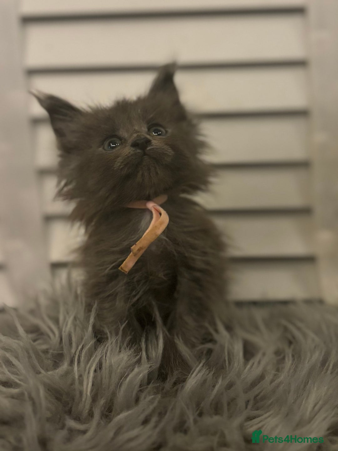 Maine Coon cats for sale: GCCF-Registered Maine Coon Kittens - Advert 12