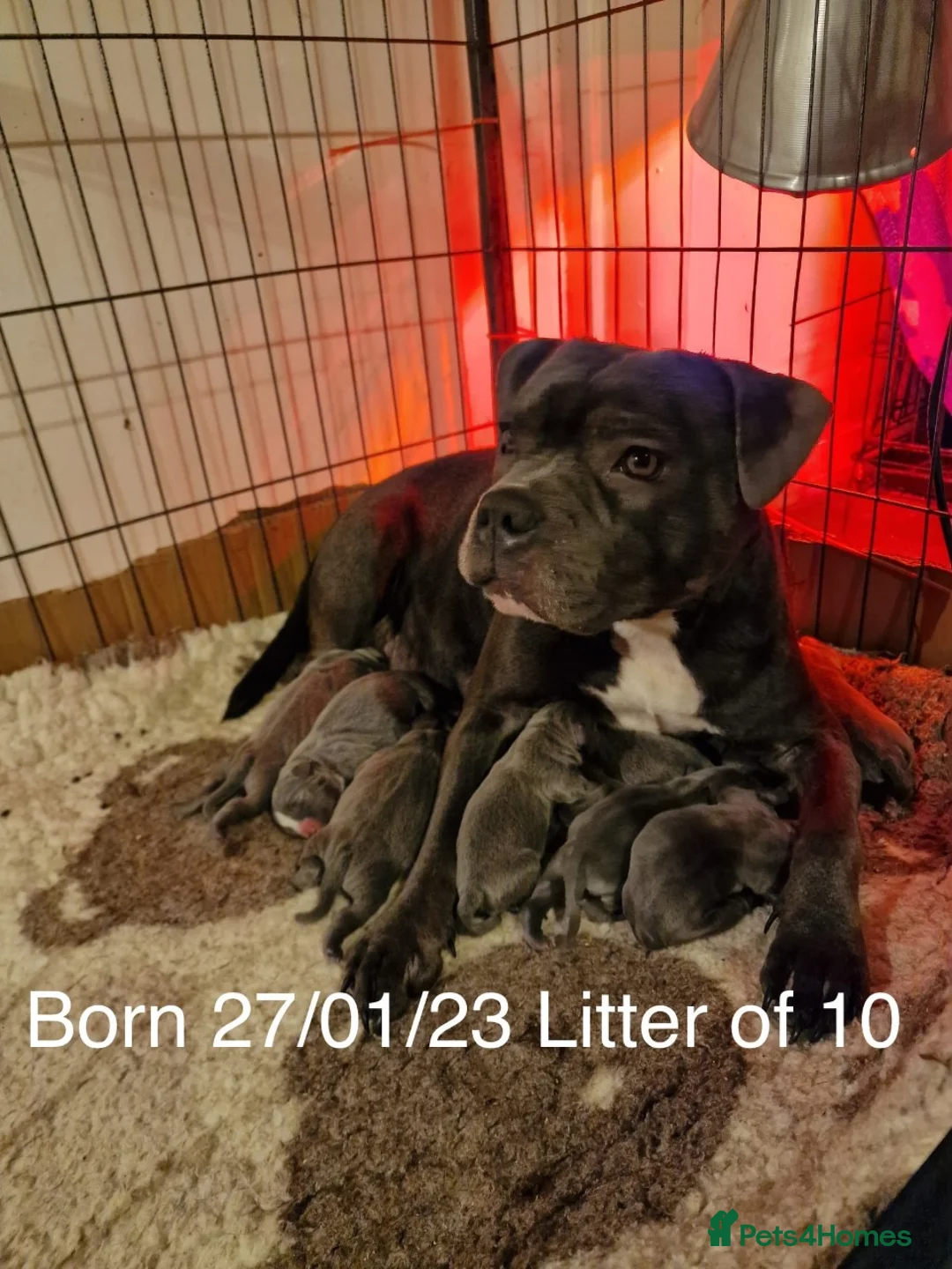 Staffordshire Bull Terrier dogs for stud: REGGIE kc PROVEN (HEALTH TESTED) Dark Blue in Wisbech - Advert 16