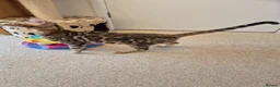 Bengal cats for sale: Stunning Pedigree Bengal Kittens - Advert 9