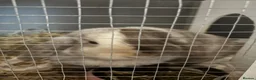 Mini Lion Lop rabbits for sale: Rabbit  - Advert 2