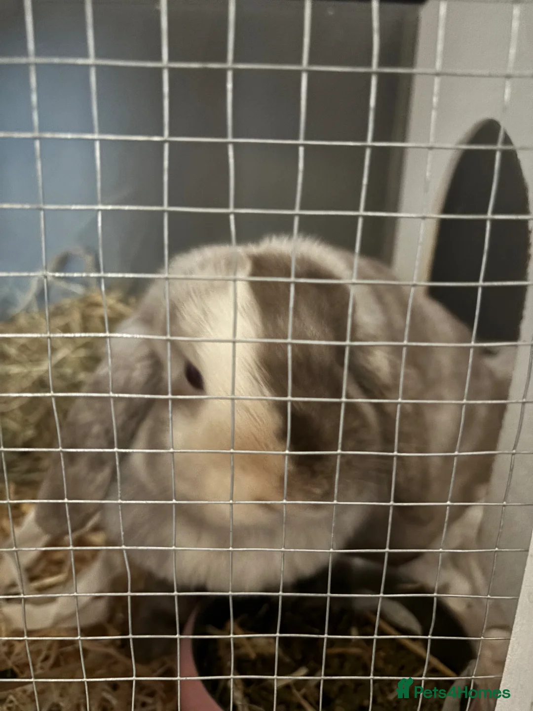 Mini Lion Lop rabbits for sale: Rabbit  - Advert 2