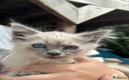 Birman cats for sale: Birman Kitten 2 - Birman kittens  - Image 10