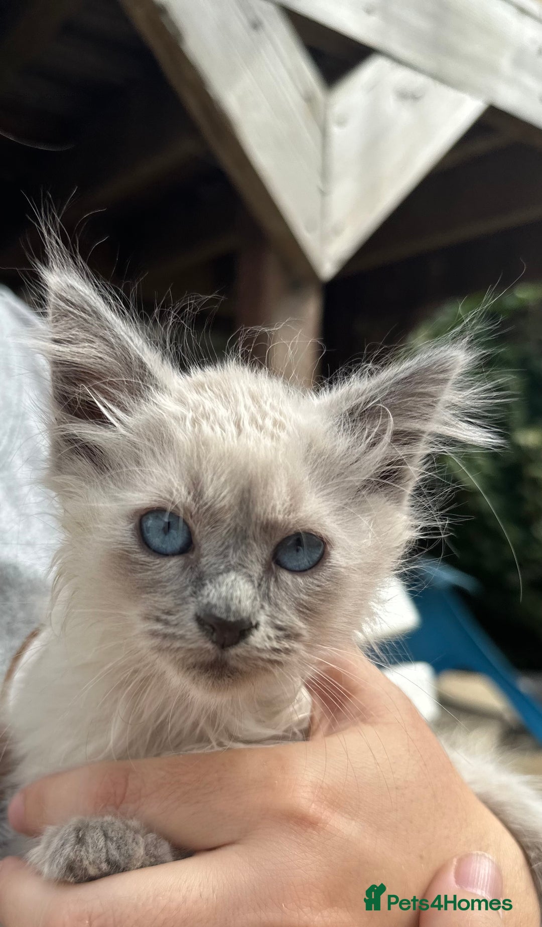 Birman cats for sale: Birman Kitten 2 - Birman kittens  - Image 10