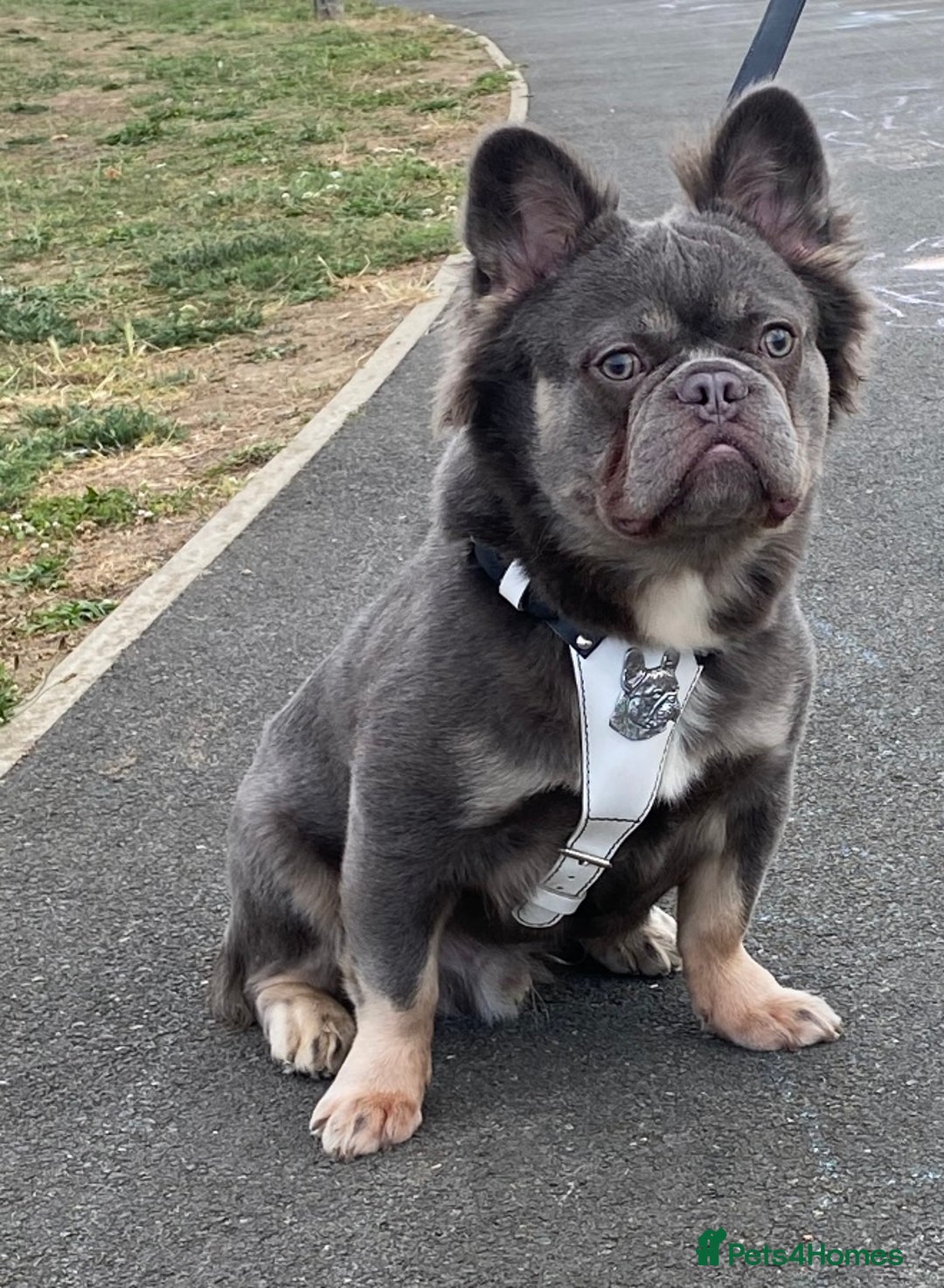 French Bulldog dogs for stud: Lilac and tan visual fluffy boy  - Advert 2