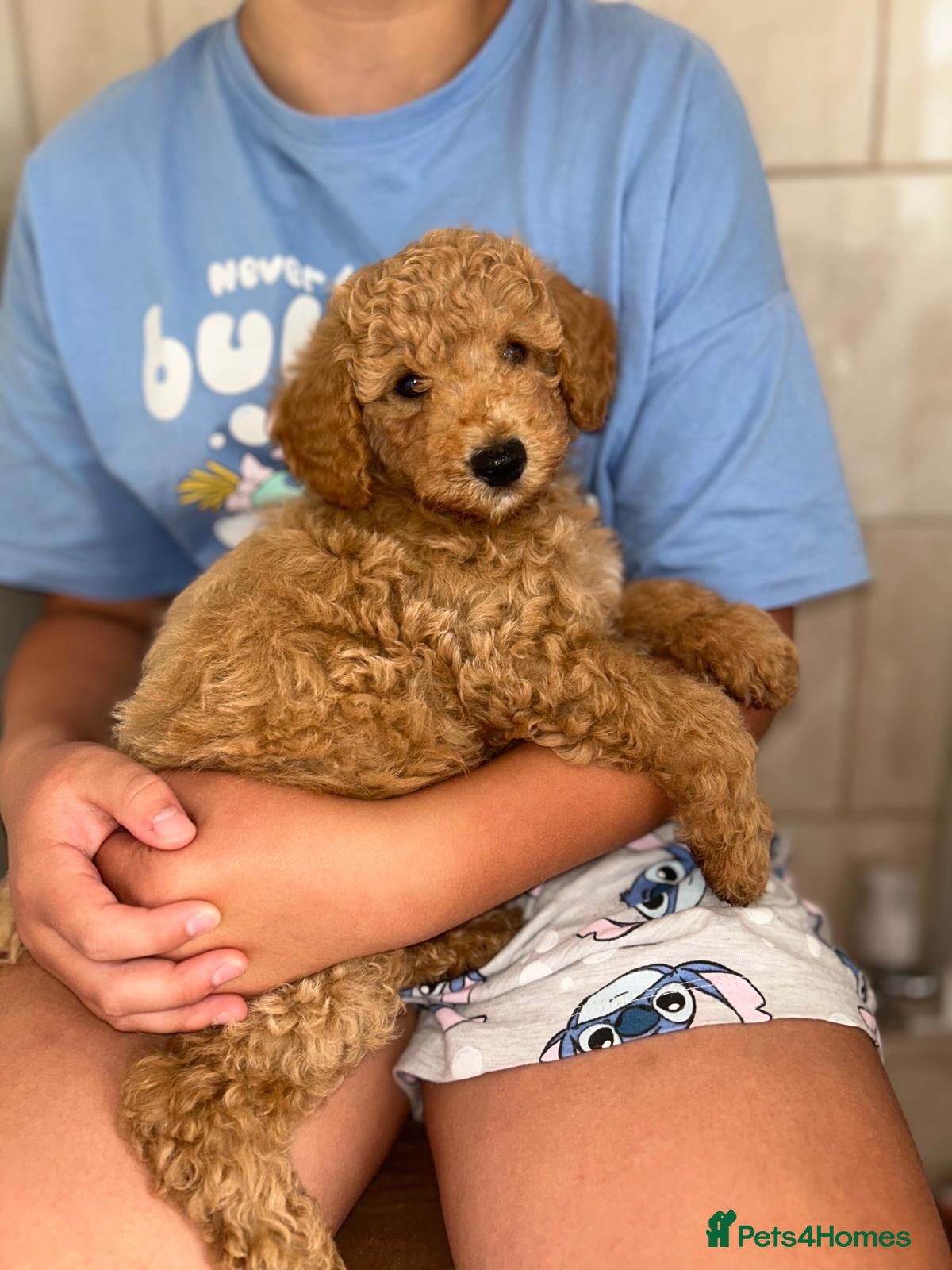 Maltipoo dogs Quality Maltipo’s ready to leave 1 boy available - Advert 10
