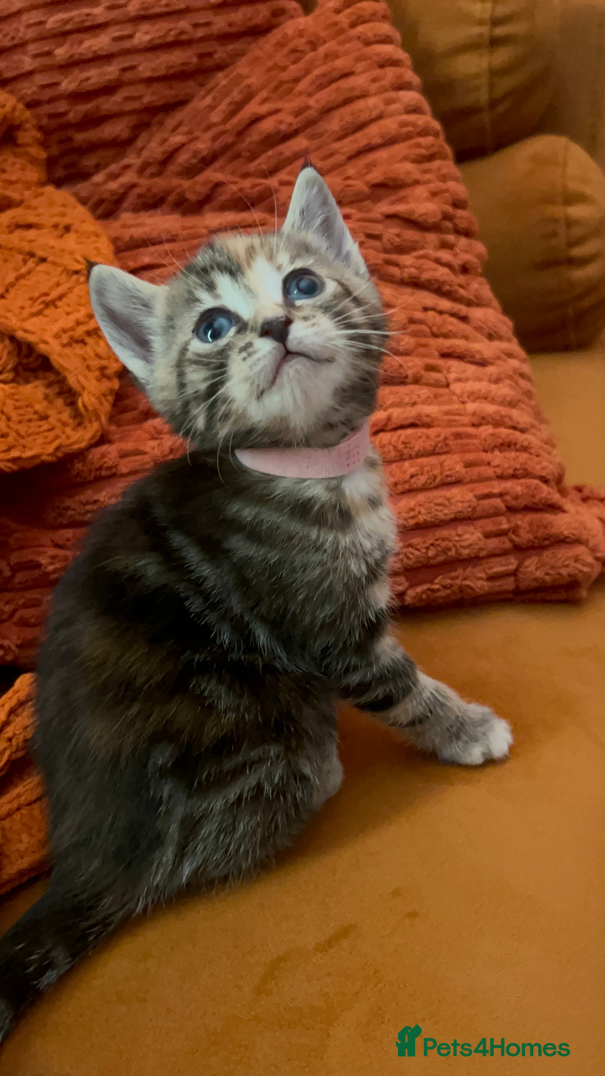 Mixed Breed cats READY NOW! Beautiful BSH x Ragdoll kittens - Advert 2