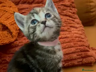 Mixed Breed cats READY NOW! Beautiful BSH x Ragdoll kittens - Advert 6