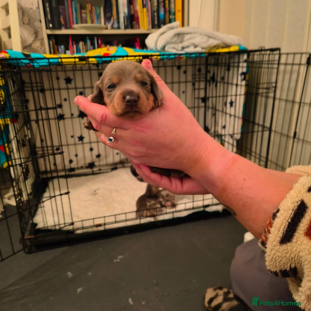 Dachshund dogs for sale: Dachshund puppies - Advert 24