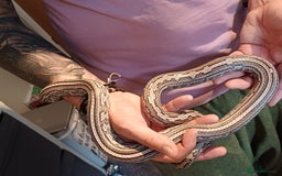 Corn Snake reptiles for sale: Corn snake  - Image 6