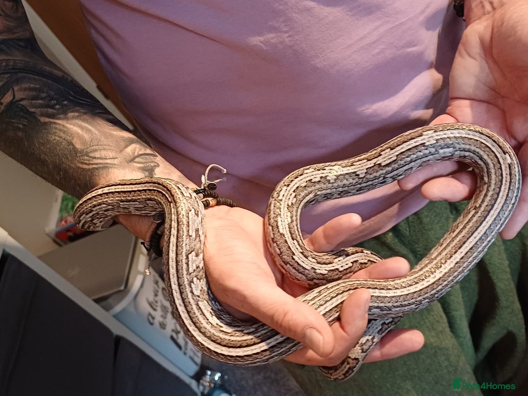 Corn Snake reptiles for sale: Corn snake  - Image 6