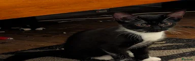 Bubbles