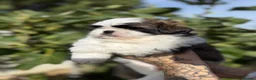 Shih Tzu dogs for sale: 5 purebred adorable fluffy shihtzu’s ready to view - Advert 9