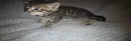 Mixed Breed cats for sale: 5 beautiful kittens  - Advert 8