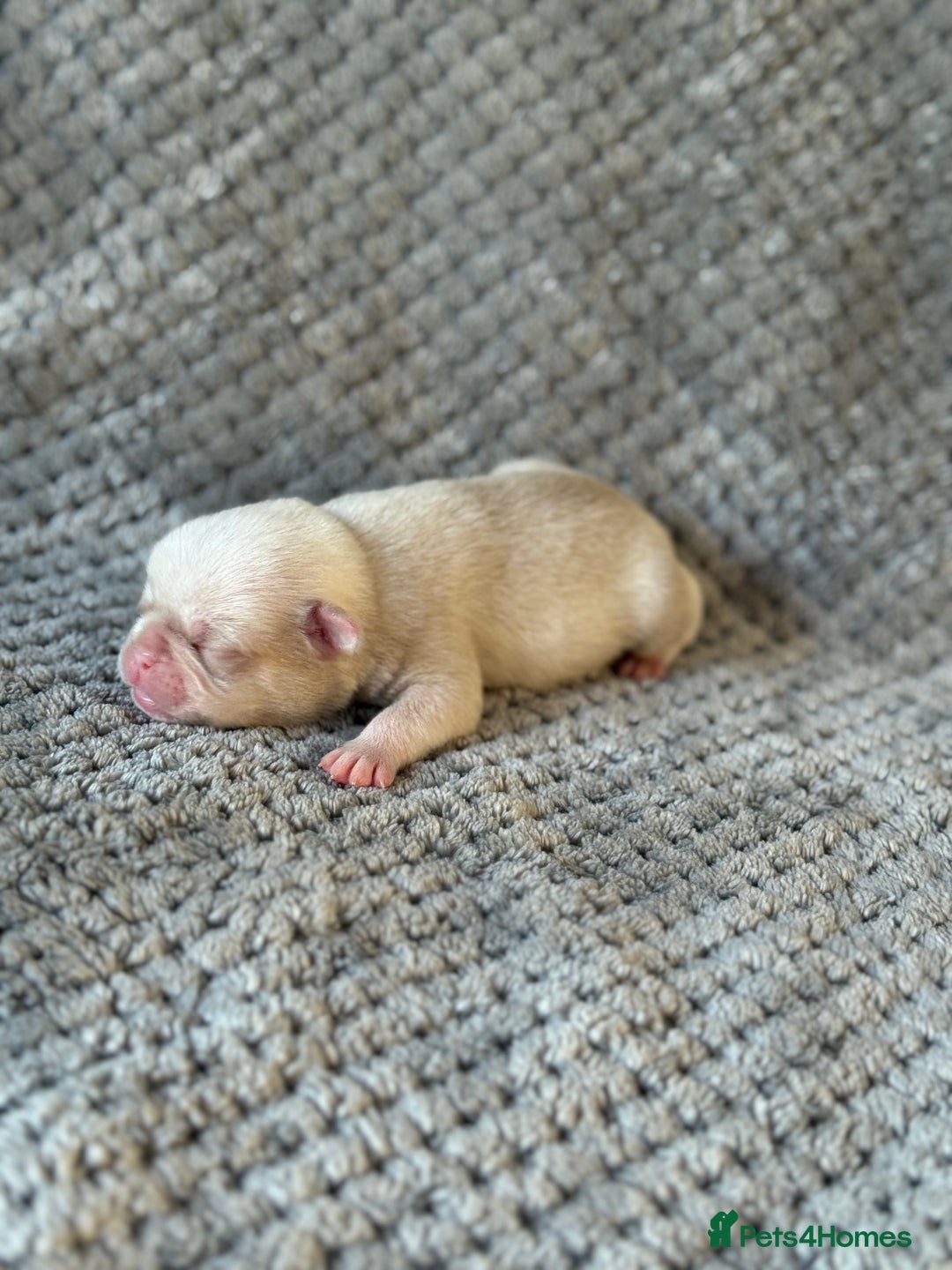 Pug dogs for sale: 10 beautiful pink pugs looking for there new home  - Image 3