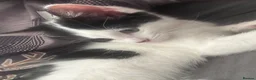 Mixed Breed cats for sale: Three beautiful Female Cats🐾 - Advert 6