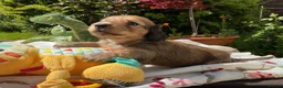 Miniature Dachshund dogs for sale: GORGEOUS KC reg PRA CLEAR MINI DACHSHUND PUPPIES in Swansea - Advert 19