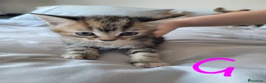 🐾 Kitten 3 – “Luna”
