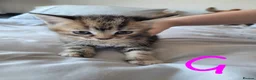 British Shorthair cats for sale: Ready NOW 🐾  Beautiful, Well-Loved Kittens  - Advert 5