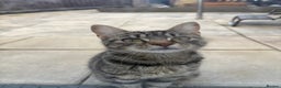 Domestic Shorthair cats for sale: Two beautiful girls - Advert 1