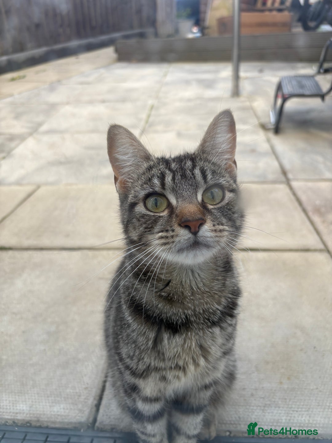 Domestic Shorthair cats for sale: Two beautiful girls - Advert 1