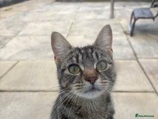 Domestic Shorthair cats Two beautiful girls - Advert 8