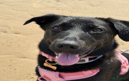 Mixed Breed dogs for sale: Urgent home needed for labrador cross puppy - Image 5