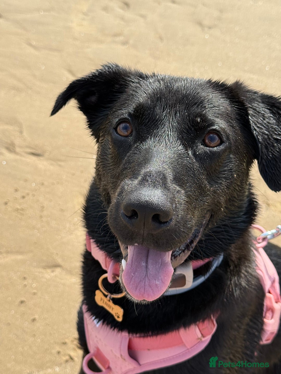 Mixed Breed dogs for sale: Urgent home needed for labrador cross puppy - Image 5
