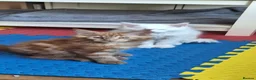 Maine Coon cats for sale: Snow & Fire Maine Coon Kittens GCCF - Advert 13