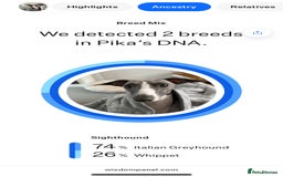 Italian Greyhound dogs for sale: 7/8 Italian Greyhound, 1/8 Whippet Puppies Due - Image 7