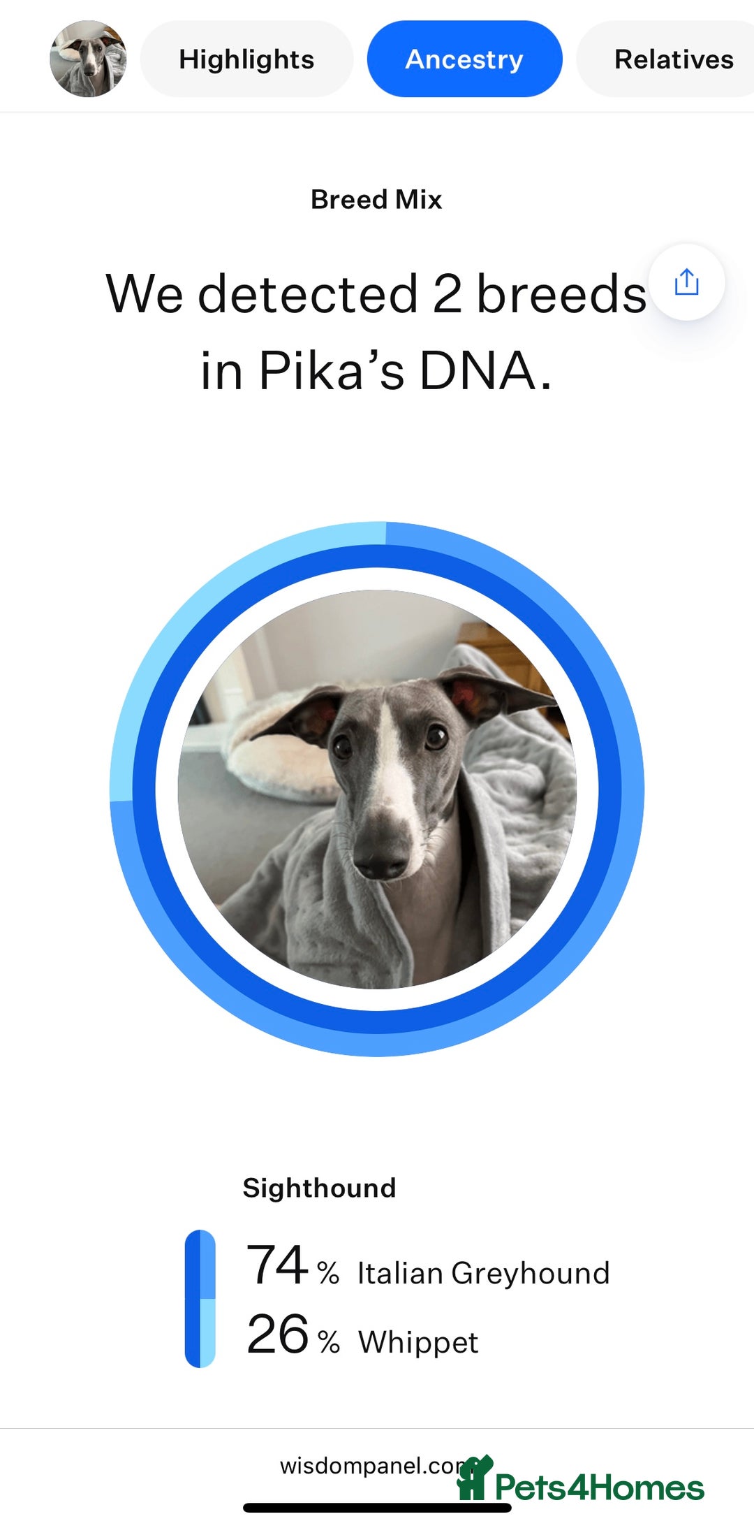Italian Greyhound dogs for sale: 7/8 Italian Greyhound, 1/8 Whippet Puppies Due - Image 7