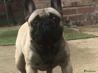 French Bulldog dogs - Advert 1