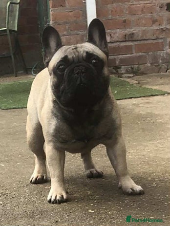 French Bulldog dogs - Advert 4