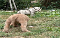 Mixed Breed dogs for sale: Beautiful lilac cane Corso x bulldog pups  - Image 24